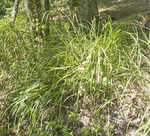 Fringed sedge